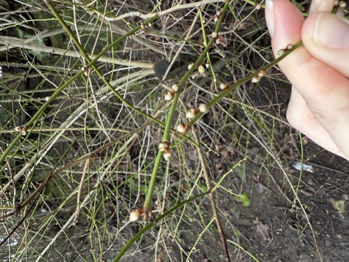 Spring stalks