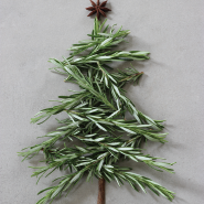 Woodland rosemary